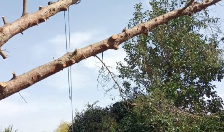 Intervention d'urgence abattage pin à Argelès-sur-Mer