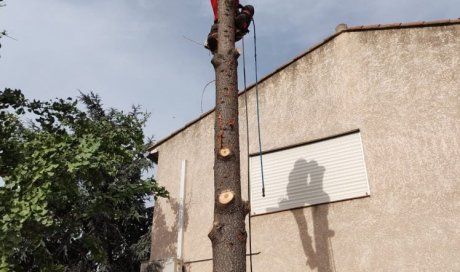 L'Arbre D'Aqui a réalisé un abattage d'un cèdre de l'atlas sur Cabestany