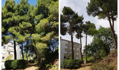 Elagage de plusieurs  pins à Perpignan 