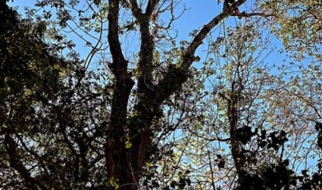 Abattage d'un Peuplier par démontage à ILLES-SUR-TET