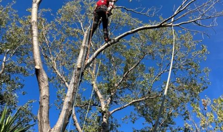 Abattage d'un Peuplier dangereux a Villeneuve-de-la-raho