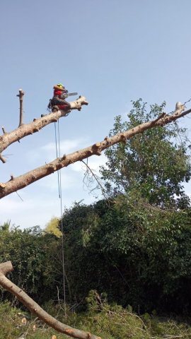 Intervention d'urgence abattage pin à Argelès-sur-Mer