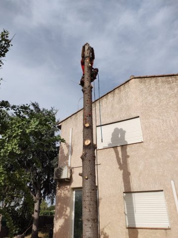 L'Arbre D'Aqui a réalisé un abattage d'un cèdre de l'atlas sur Cabestany