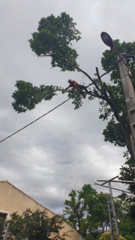 Abattage acrobatique d'un orme perpignan