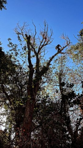 Abattage d'un Peuplier par démontage à ILLES-SUR-TET