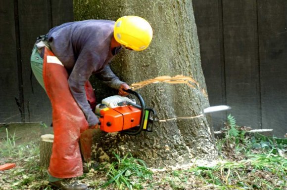 Devis spécialiste pour un abattage d'arbre dangereux - Perpignan - L'ARBRE D'AQUI