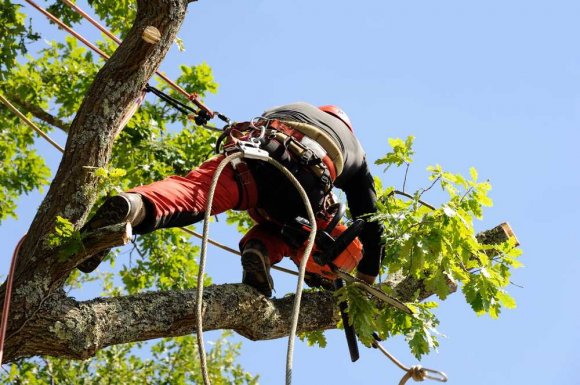 Élagage d'un arbre pour réduire les branches qui vont sur le toit - Perpignan - L'ARBRE D'AQUI