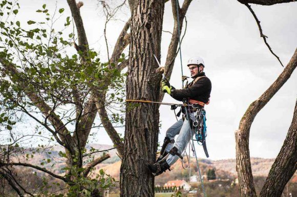 Elagueur pour la coupe de branches mortes sur arbre inaccessible - Perpignan - L'ARBRE D'AQUI