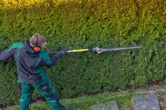 Professionnel pour la taille d'une grande haie de thuyas - Perpignan - L'ARBRE D'AQUI