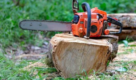 Abattage d'un arbre à la tronçonneuse en toute sécurité - Perpignan - L'ARBRE D'AQUI