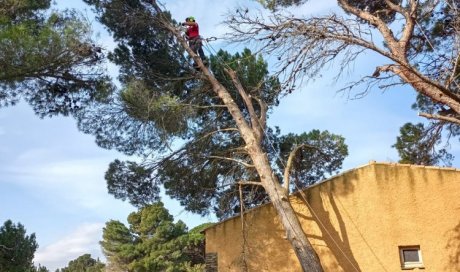 Abattage délicat de trois pins dangereux à Bages 