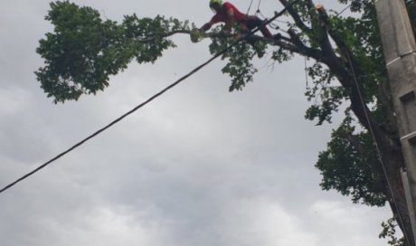 Abattage acrobatique d'un orme perpignan