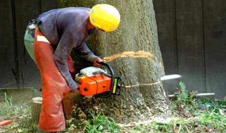 Devis spécialiste pour un abattage d'arbre dangereux - Perpignan - L'ARBRE D'AQUI