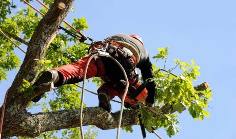 Élagage d'un arbre pour réduire les branches qui vont sur le toit - Perpignan - L'ARBRE D'AQUI