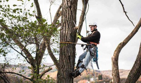 Elagueur pour la coupe de branches mortes sur arbre inaccessible - Perpignan - L'ARBRE D'AQUI