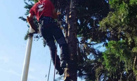 Coupe de branche à la tronçonneuse - Perpignan - L'ARBRE D'AQUI