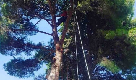 Découpe de branches - Perpignan - L'ARBRE D'AQUI