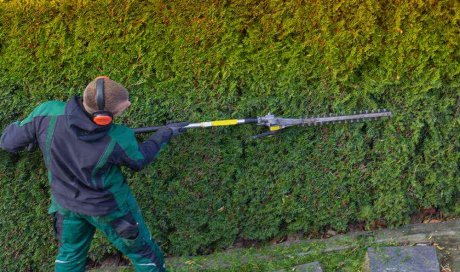 Professionnel pour la taille d'une grande haie de thuyas - Perpignan - L'ARBRE D'AQUI