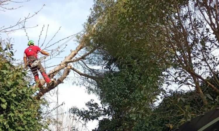 intervention d'urgence abattage délicat d'un pin couché au dessus d'un camping