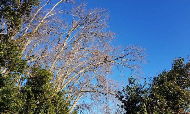 suppression de grandes branches de platanes allant sur la route