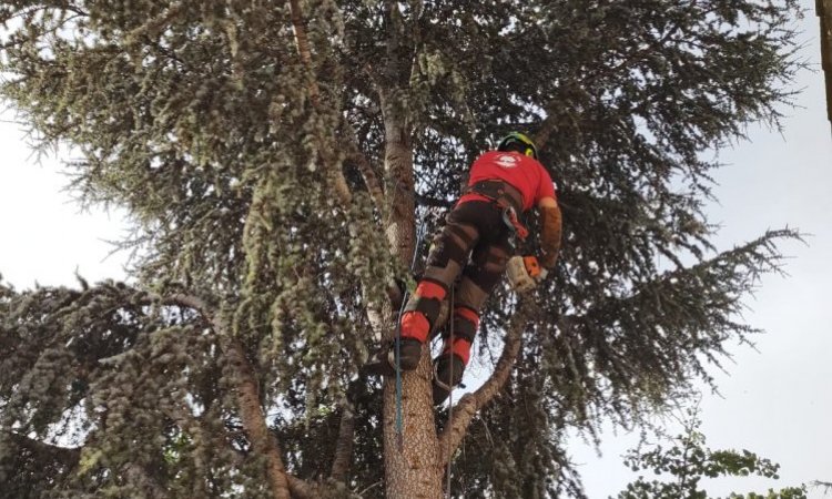 L'Arbre D'Aqui a réalisé un abattage d'un cèdre de l'atlas sur Cabestany