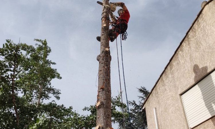 L'Arbre D'Aqui a réalisé un abattage d'un cèdre de l'atlas sur Cabestany