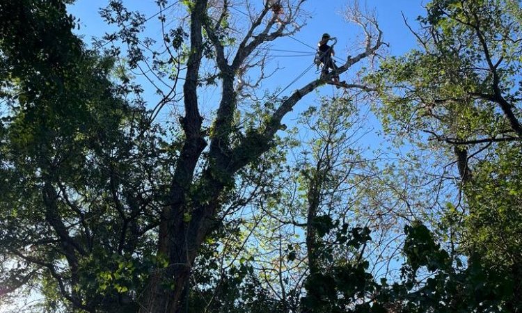 Abattage d'un Peuplier par démontage à ILLES-SUR-TET