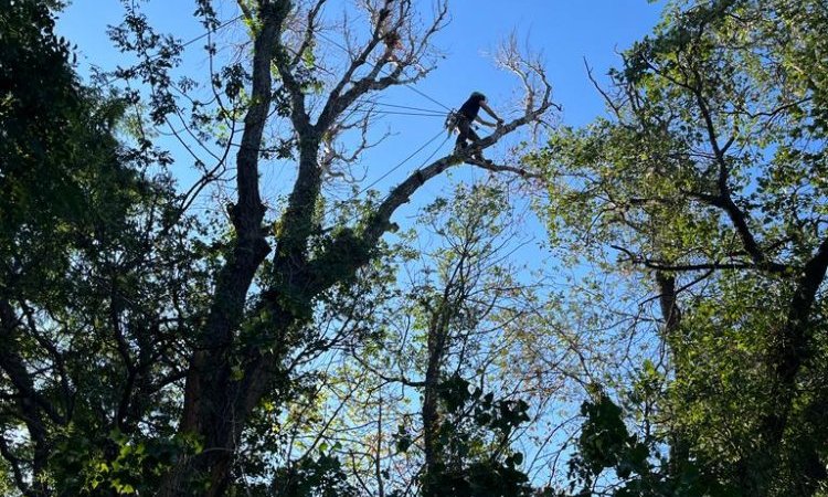 Abattage d'un Peuplier par démontage à ILLES-SUR-TET