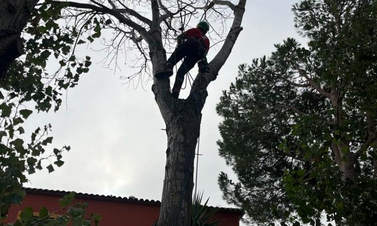 Abattage d'un Peuplier dangereux a villeneuve-de-la-raho