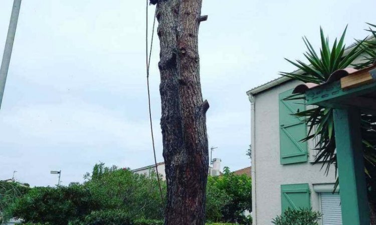 Abattage d'arbre dangereux - Perpignan - L'ARBRE D'AQUI