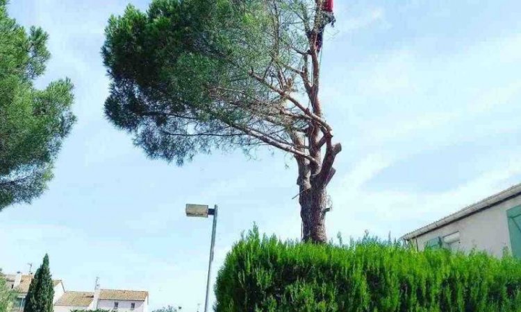 Abattage d'arbre dangereux - Perpignan - L'ARBRE D'AQUI