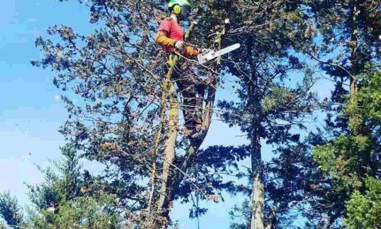 Coupe de branche à la tronçonneuse - Perpignan - L'ARBRE D'AQUI