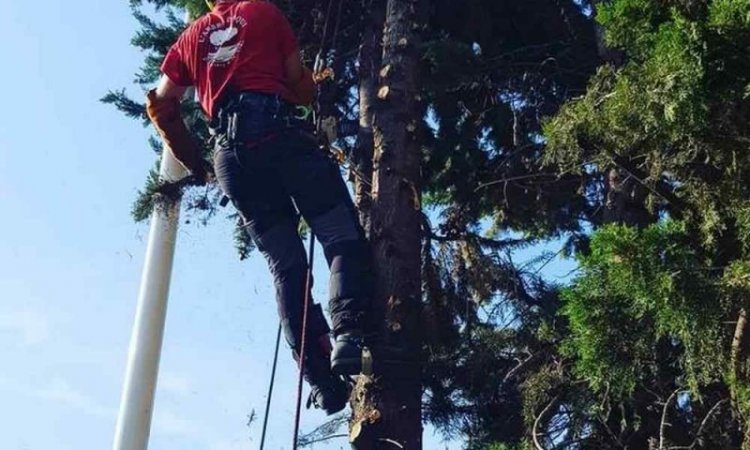 Coupe de branche à la tronçonneuse - Perpignan - L'ARBRE D'AQUI