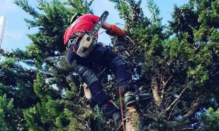 Coupe de branche à la tronçonneuse - Perpignan - L'ARBRE D'AQUI