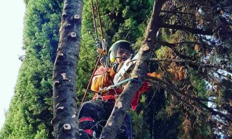 Coupe de branche à la tronçonneuse - Perpignan - L'ARBRE D'AQUI