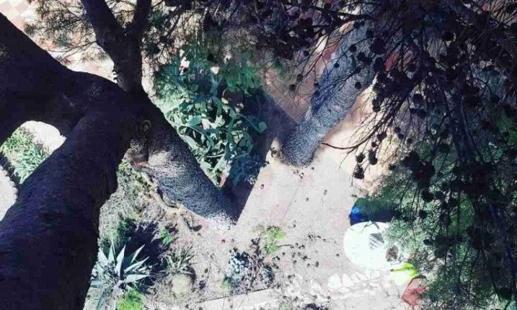 Découpe de branches - Perpignan - L'ARBRE D'AQUI