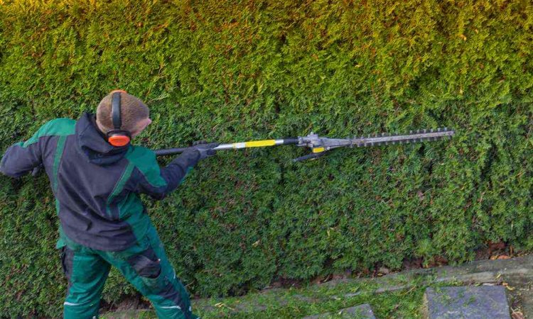 Professionnel pour la taille d'une grande haie de thuyas - Perpignan - L'ARBRE D'AQUI